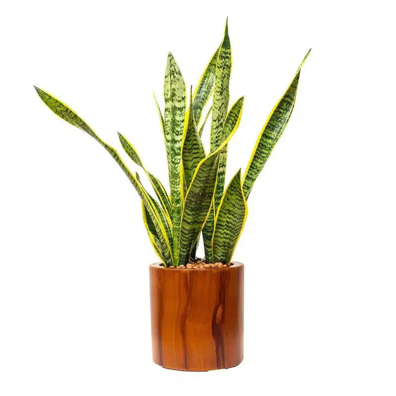 Pot de fleurs auto-arrosant en bois foncé 7,8 x 7,8 x 7,8 cm pour intérieur et extérieur, pour patio, balcon, porche, entrée, étagère d'exposition